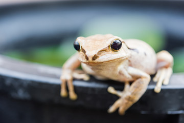 Golden Tree Frog, Common Tree Frog,Brown tree Frog