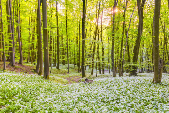 German Spring Forest