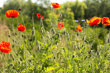 Obraz premium Poppies field in backlight