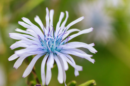 Macro of a blue sow thistle