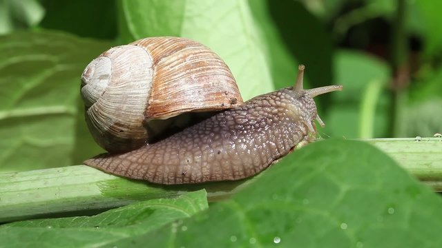 Close up shot of a garden snail on a branch
