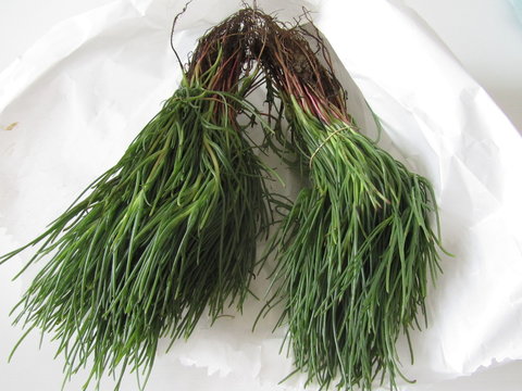 Salsola soda 
