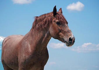 Portrait of beautiful chestnut horse on a sky background 