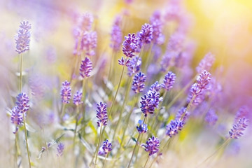 Fototapeta premium Lavender flower in my garden