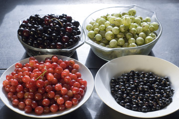 A bowl of black currants, of red cherries, of black cherries and gooseberries: summer fruits garden harvest from Sheffield, UK