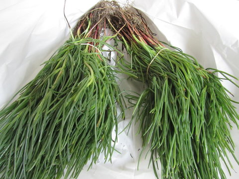 Salsola soda