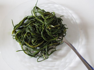 Salsola soda cotta
