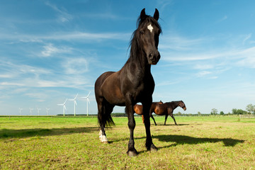 picture of young Hanoverian horse