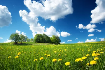 Papier Peint photo Campagne Green field with yellow dandelions and blue sky