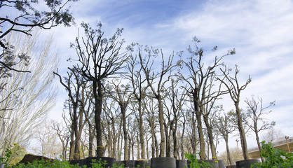 Árboles en espera de ser trasplantados en Les Glories, Barcelona