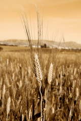 Campo di grano in seppia