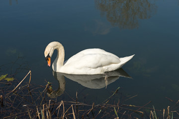 Mute Swan appears to be looking at its reflection