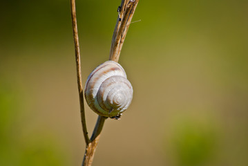 muszelka © Mariusz Stoszewski