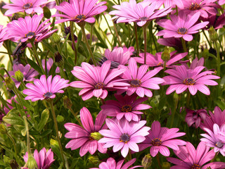 Fleurs de plantes vivaces mauves