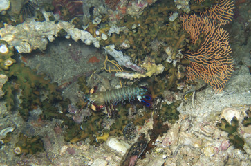 closed up the shrimp underwater in north Andaman, Thailand © pandara