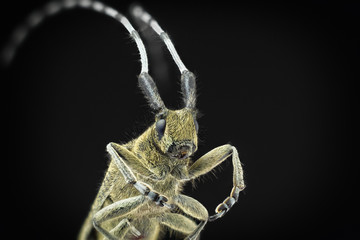 Жук-усач на темном фоне крупным планом