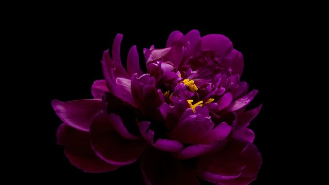 Timelapse vinous peony flower blooming on black background