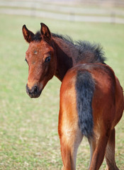 Portrait of little bay foal on green spring meadow background