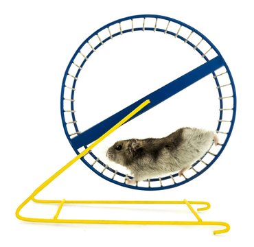 Hamster, wheel, white.