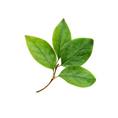Green leaves