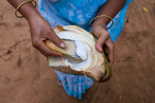 Inde. D&eacute;gustation de coprah, noix de coco frais