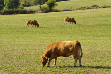 Vaches Limousines dans les prés du département du Tarn-et-Garonne en région Occitanie, France