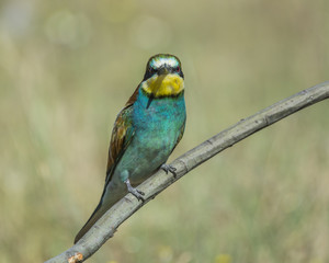 european bee-eater