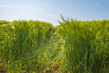 Wheat growing on a sunny field in spring