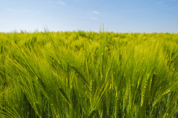 Wheat growing on a sunny field in spring