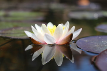 Dwarf White Waterlily (Nymphaea Candida) in Innsbruck