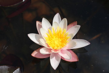 Dwarf White Waterlily (Nymphaea Candida) in Innsbruck