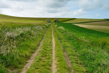 chemin dans la campagne