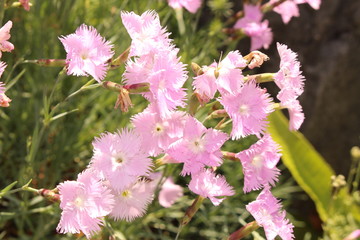 Garden Pinks (Dianthus Spiculifolius) in Innsbruck