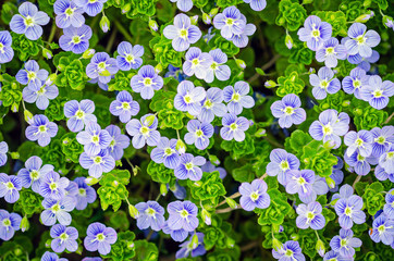 a lot of blue  forget-me-not on the field at the bright sunny su