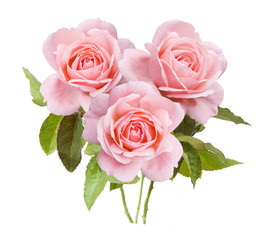 Rose flowers bunch isolated on white background