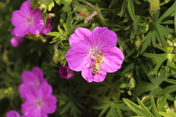 Bloody Cranes Bill (Geranium Sanguineum) in Innsbruck