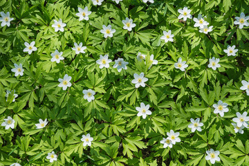 Wood Anemones nature background