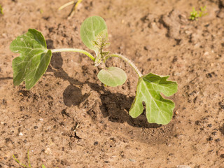 Escape green watermelon in the garden