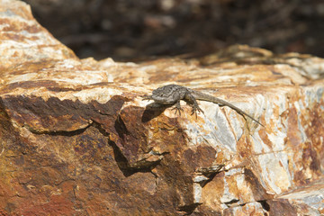 Lizard on Rock