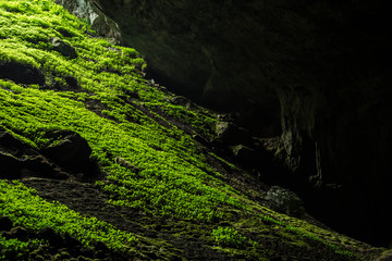 Obraz premium Mit Klee bewachsene Felsen in Höhle