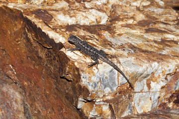 Lizard on Rock