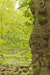 Magical Forest Swamp