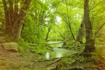 Fototapeta na wymiar Magical Forest Swamp