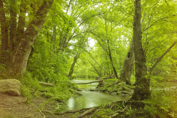 Fototapeta na wymiar Magical Forest Swamp