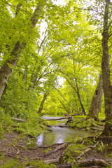 Magical Forest Swamp