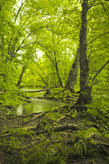 Fototapeta premium Magical Forest Swamp