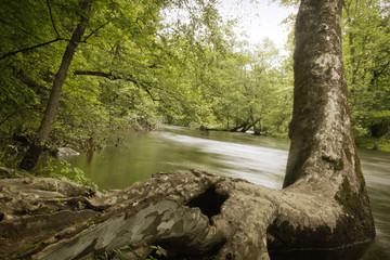 Magical Forest Swamp