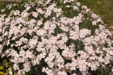 Dianthus White Lace (Dianthus Plumarius) in Innsbruck