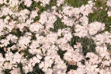 Dianthus White Lace (Dianthus Plumarius) in Innsbruck