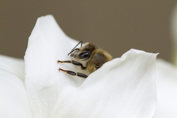 Honey Bee on a Gardenia